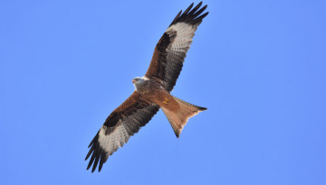 Oiseaux et éolien